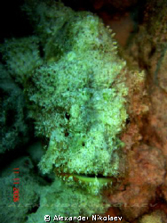 Stonefish. by Alexander Nikolaev 